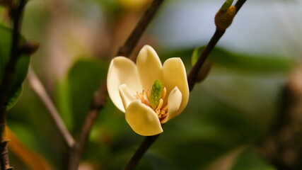 Obraz premium Magnolia Alba Flower in Bloom - White Champaca Close-Up: Perfume in the making