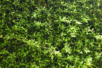 Obraz premium green leaf fence in the garden, natural background in springtime