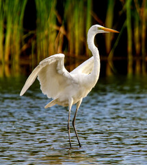 Great Egret