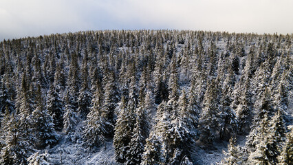 Dense snow covered mountain pine forest near Pec pod Snezkou