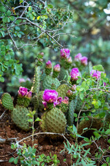 Pink Blossoms on Beavertail Cactus in Zion