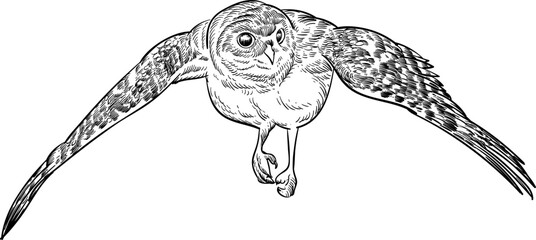 Vintage hand drawn sketch of  spread wings Burrowing owl bird