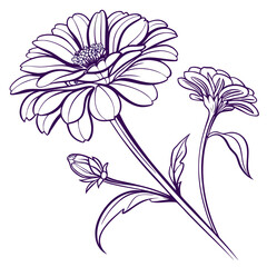 zinnia purple with leaves