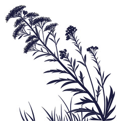 zigadenus leimanthoides on white background 