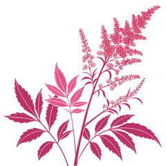 astilbe pink with leaves