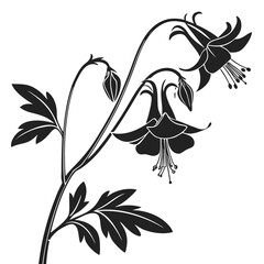 aquilegia caerulea with leaves