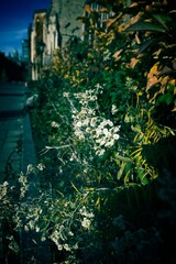 Dried White Flowers Against Green Foliage