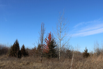 Aspen tree with eastern red cedars and tree with red leaves in a field in autumn with cirrus clouds at Raven Glen Forest Preserve in Antioch, Illinois