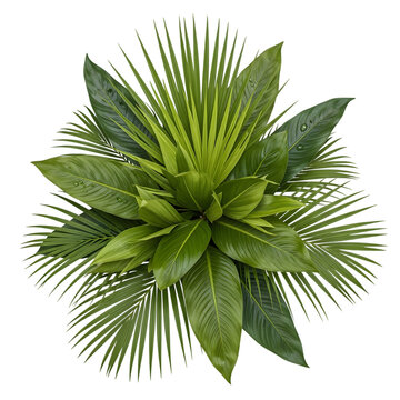 Green areca house plant top view