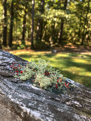 Abstract Lichen on Wood