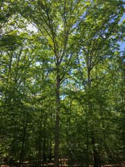 Forest Clearing with Tall Trees