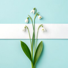 Snowdrop Flowers on Blue Background with White Stripe