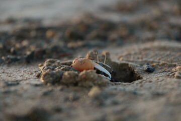 Photo crab on the beach 
