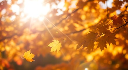 Golden autumn leaves with sun rays shining through branches