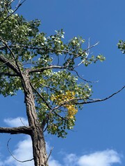 A quiet tree branch under the clear blue sky