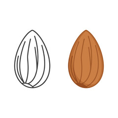 Almond outline and color vector illustration isolated on