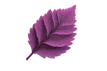 Magenta leaf detail