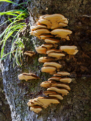 樹幹に群生するサルノコシカケ類のきのこ