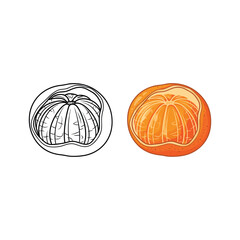 Mandarin orange vector illustration, line art and color version isolated on