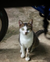 Cat sitting under a vehicle © Muhammad