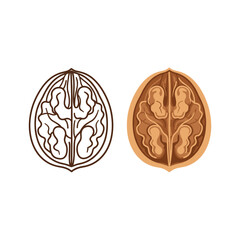 Illustration of a walnut cut in half, with a line art and a colored version