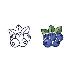 Blueberry with color and line art isolated on