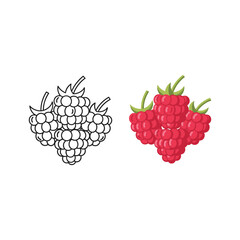 Raspberry outline and color vector illustration isolated on