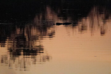 Alligator waiting at dusk