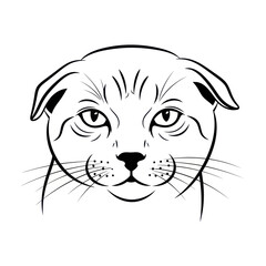 Black and white line art portrait of a Scottish Fold cat face.
