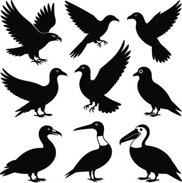 Animal Vector Bundle