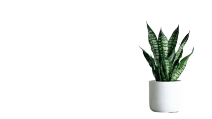Green snake plant in modern white ceramic pot indoor foliage houseplant minimal natural decor clean botanical leaf texture isolated on white background
