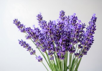 A close up view of a lush bouquet of vibrant purple lavender flowers against a plain background
