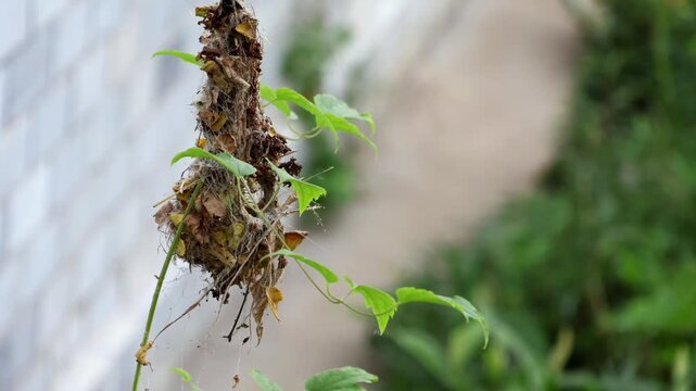 Time lapse of sunbird nest construction in spring. A female purple sunbird is captured building her hanging woven nest in the spring morning of Mandi, Himachal Pradesh.