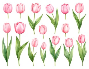 Obraz premium Collection of pink tulip flowers with long green stems on a white background