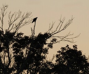 Bird sitting in the tree at dusk