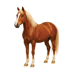 A beautiful chestnut horse with a flaxen mane and tail standing isolated against a clean white background.