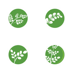 Leaf moringa logo herbal symbol
