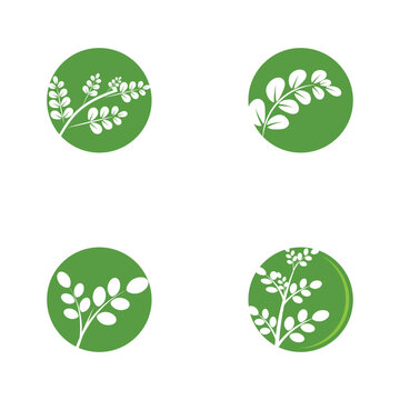 Leaf moringa logo herbal symbol