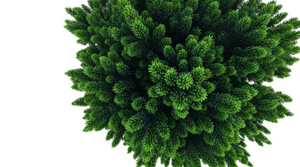 Overhead shot of pine tree with detailed needle texture isolated on a Transparent background, PNG file.