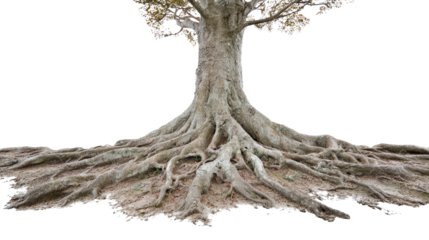 Overhead shot of tree roots spreading around the trunk background isolated on a Transparent background, PNG file.