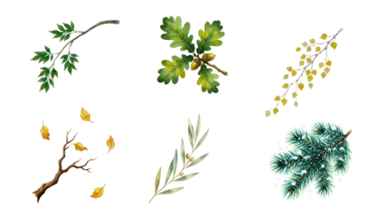 High-quality botanical branch set Illustration featuring seasonal leaves, acorns, pine needles, and autumn foliage for creative design projects 
