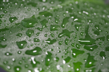 Water droplets on green leaf surface create natural beauty