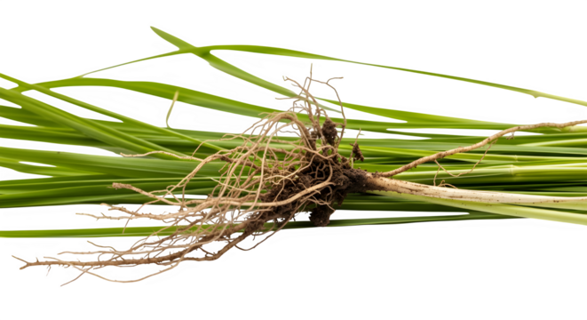 Closeup of a clump of green grass with roots, isolated on transparent background