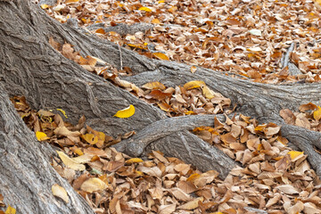 Fallen leaves resting on top of exposed roots