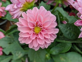 pink dahlia flower