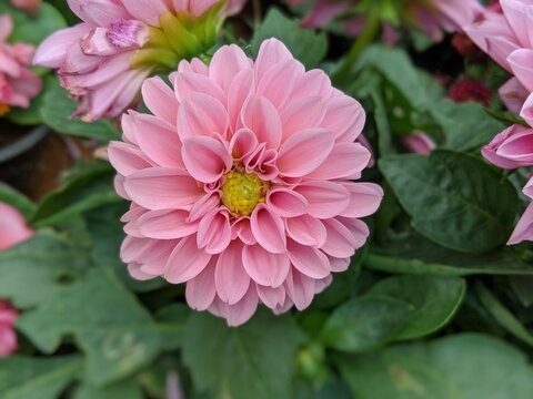 pink dahlia flower