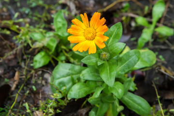 Calendula flower in an autumn garden after rain. One Natural Flower Close-Up