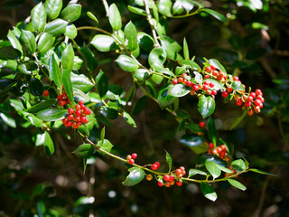 晩秋に赤く熟すヤバネヒイラギモチの実

