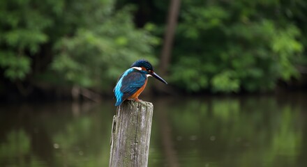 Kingfisher Bird Perched on Wooden Post Near Water in Natural Green Environment
