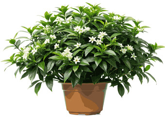 Obraz premium Wrightia antidysenterica on white